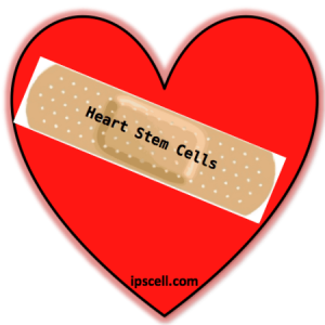 Heart Stem Cells