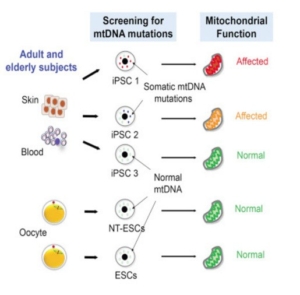 Mitalipov mitochondrial mutations