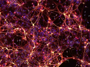 Neurons made from chemically-induced neural precursors. 