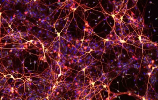 Neurons made from chemically-induced neural precursors.