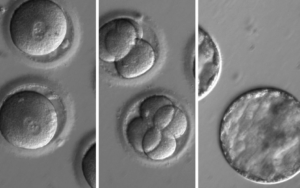 Editing DNA in human embryos